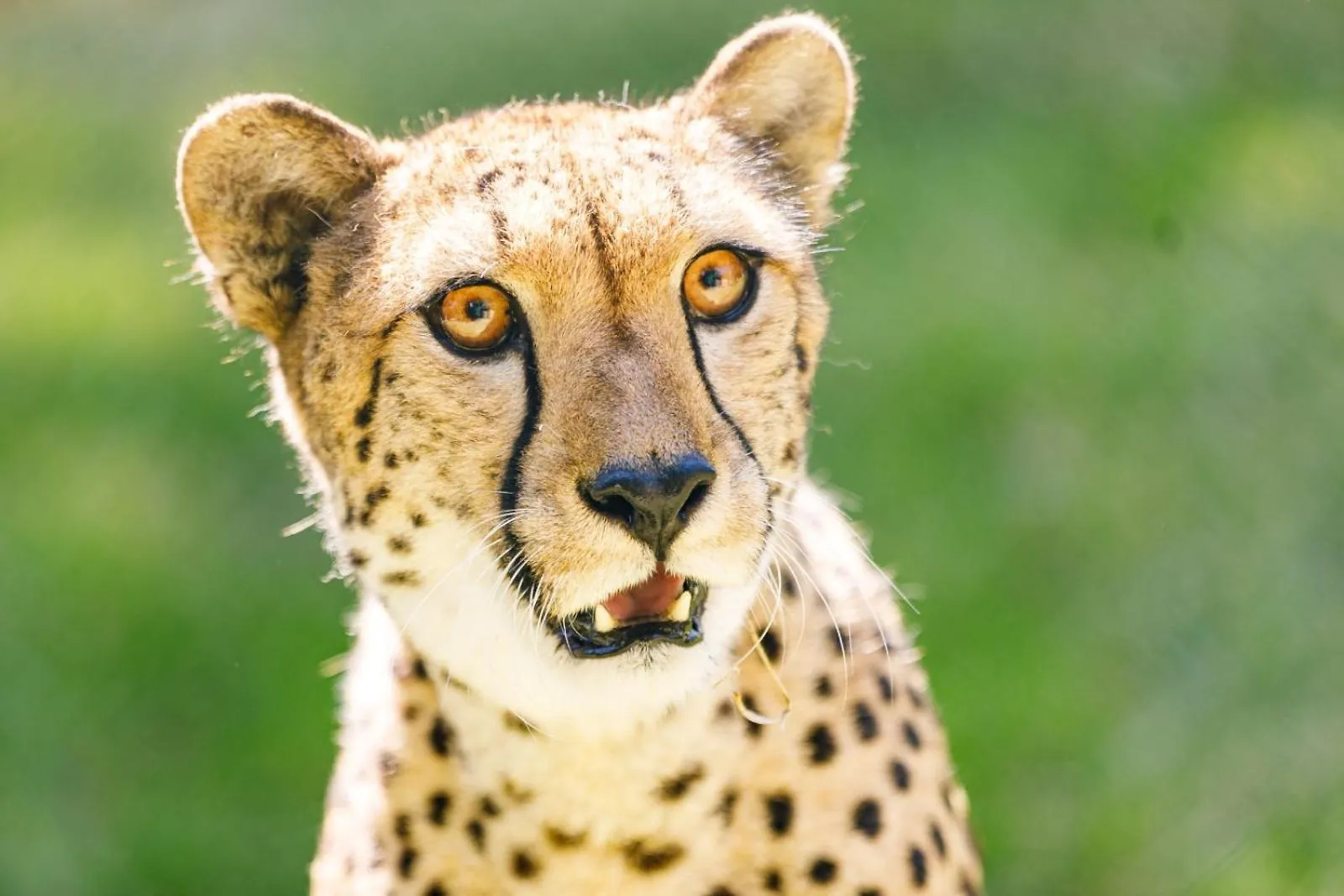 Hotel Selwo Lodge - Animal Park Tickets Included Estepona
