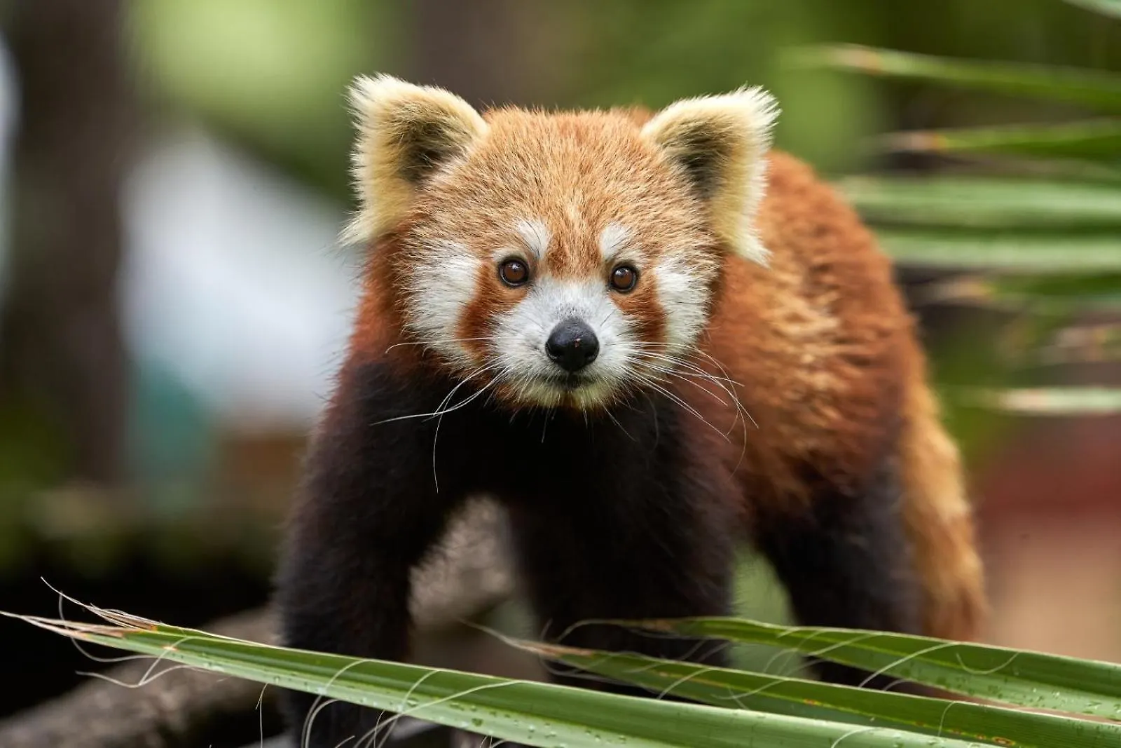 Hotel Selwo Lodge - Animal Park Tickets Included Estepona